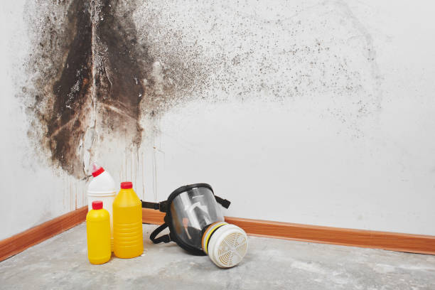 Best Commercial Mold Removal  in Gman, IL