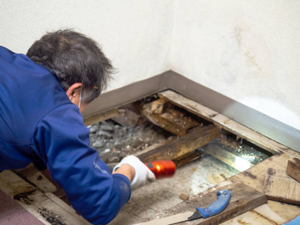 Best Office Mold Removal Services  in Gman, IL