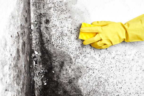 Best Certified Mold Removal  in Gman, IL