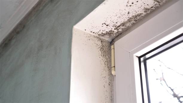 Best Toxic Mold Removal  in Gman, IL