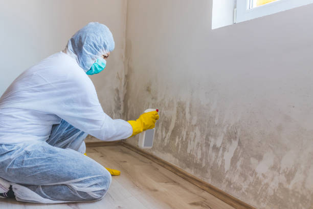 Best Local Mold Removal Service  in Gman, IL