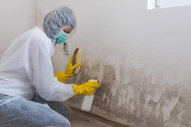 Best Professional Mold Removal  in Gman, IL