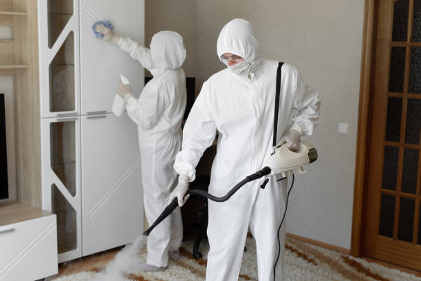 Best Black Mold Removal  in Gman, IL