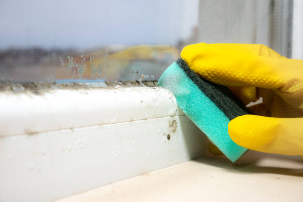 Best Mold Removal Near Me  in Gman, IL