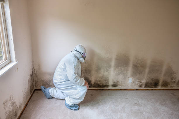Best Toxic Mold Removal  in Gman, IL