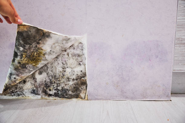 Best Home Mold Removal  in Gman, IL